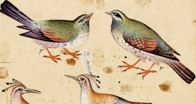 « Le Cantique des oiseaux » d’Attar – Diane de Selliers Editeur