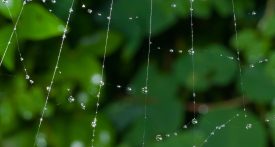 toile d'araignée avec gouttes de pluie