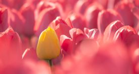 champ de tulipes roses et jaunes